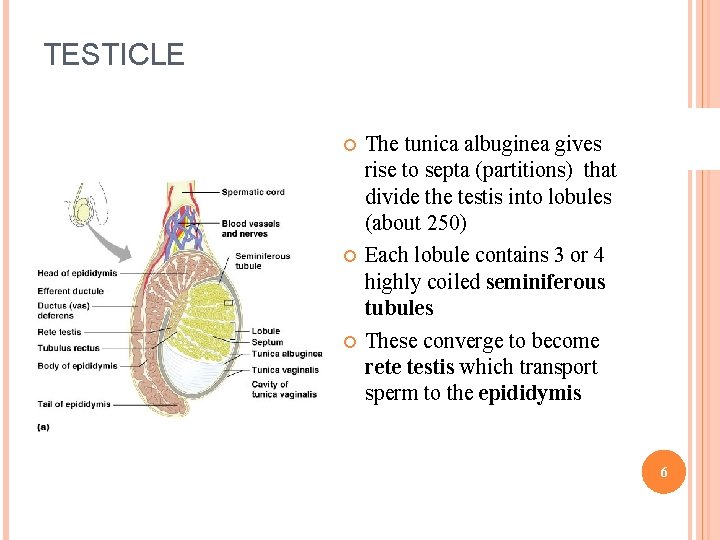 TESTICLE The tunica albuginea gives rise to septa (partitions) that divide the testis into