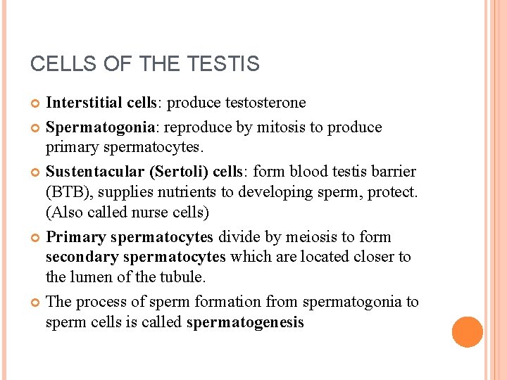 CELLS OF THE TESTIS Interstitial cells: produce testosterone Spermatogonia: reproduce by mitosis to produce