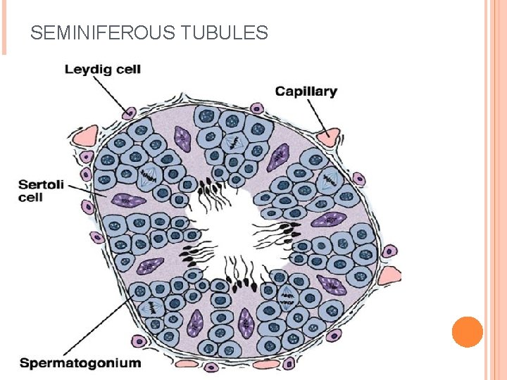 SEMINIFEROUS TUBULES 8 