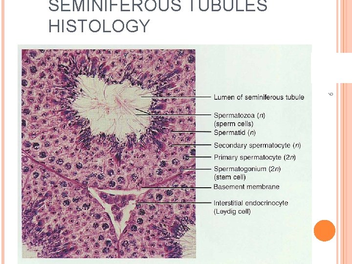 SEMINIFEROUS TUBULES HISTOLOGY 9 