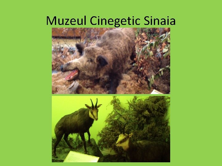 Muzeul Cinegetic Sinaia 