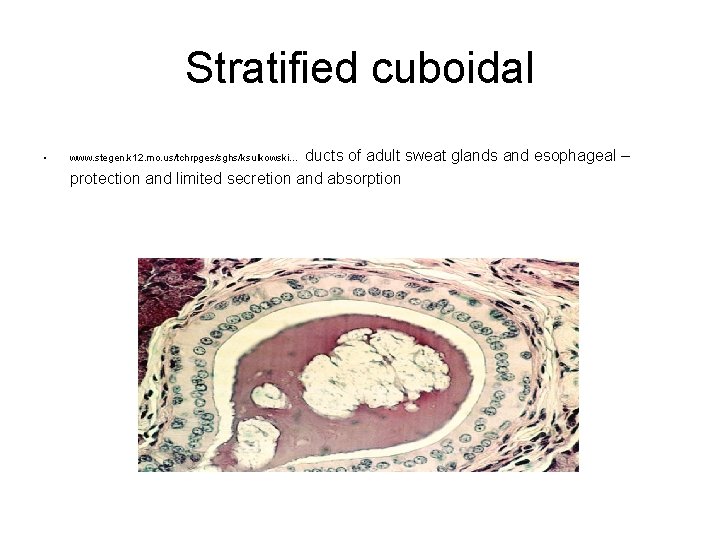 Stratified cuboidal • ducts of adult sweat glands and esophageal – protection and limited