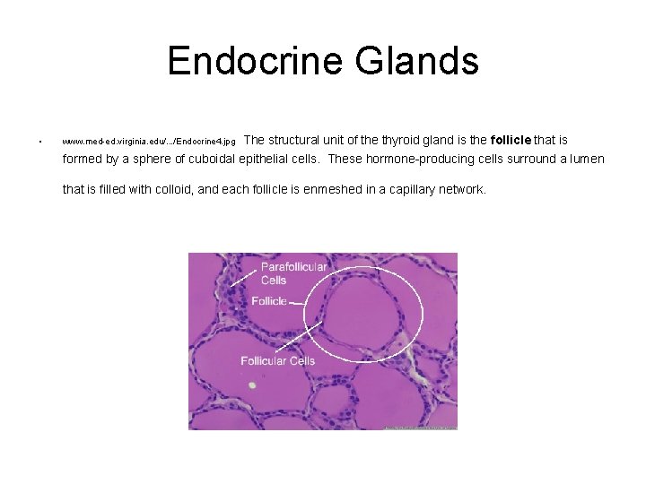 Endocrine Glands • The structural unit of the thyroid gland is the follicle that