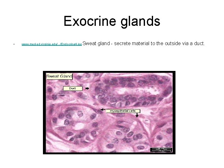 Exocrine glands • www. med-ed. virginia. edu/. . . /Endocrine 4. jpg Sweat gland