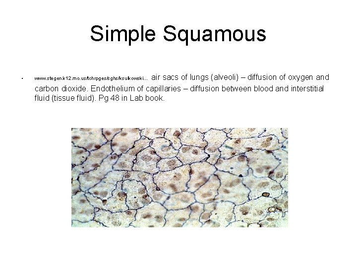Simple Squamous • air sacs of lungs (alveoli) – diffusion of oxygen and carbon