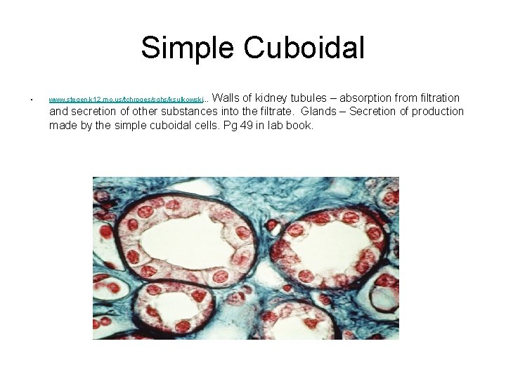 Simple Cuboidal • Walls of kidney tubules – absorption from filtration and secretion of