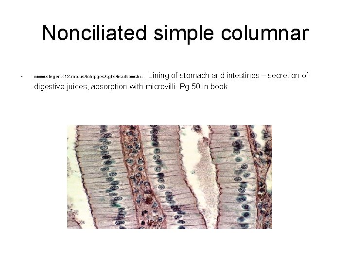 Nonciliated simple columnar • Lining of stomach and intestines – secretion of digestive juices,