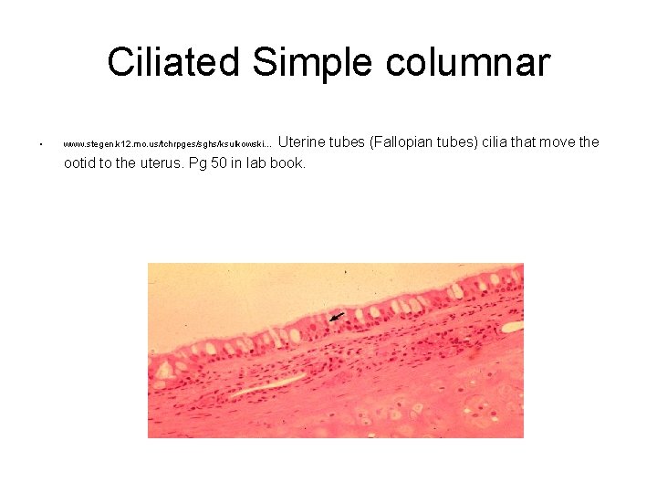 Ciliated Simple columnar • Uterine tubes (Fallopian tubes) cilia that move the ootid to