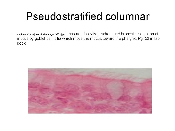 Pseudostratified columnar • Lines nasal cavity, trachea, and bronchi – secretion of mucus by