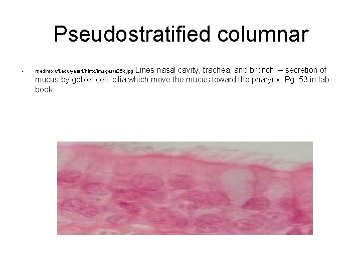 Pseudostratified columnar • Lines nasal cavity, trachea, and bronchi – secretion of mucus by