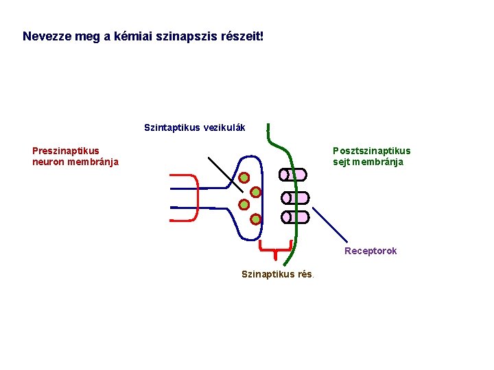 Nevezze meg a kémiai szinapszis részeit! Szintaptikus vezikulák Preszinaptikus neuron membránja Posztszinaptikus sejt membránja