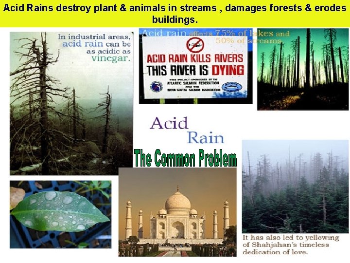 Acid Rains destroy plant & animals in streams , damages forests & erodes buildings.