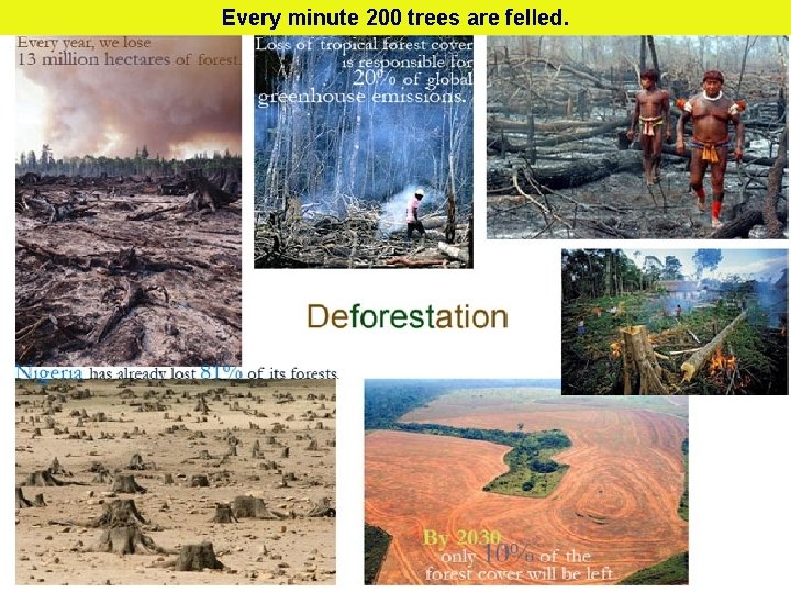 Every minute 200 trees are felled. 
