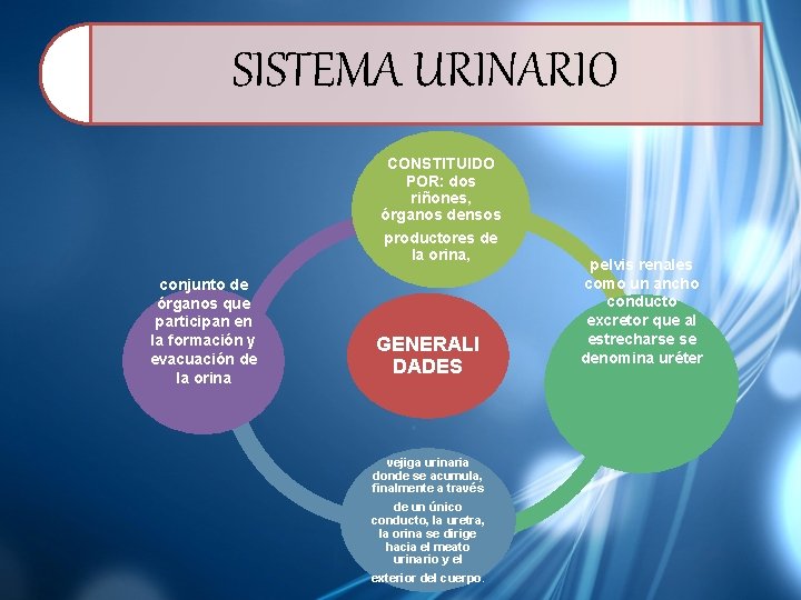 SISTEMA URINARIO CONSTITUIDO POR: dos riñones, órganos densos productores de la orina, conjunto de