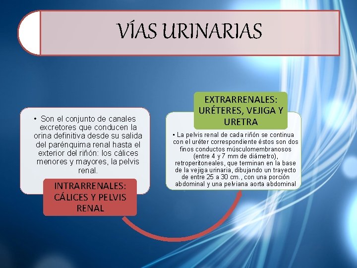 VÍAS URINARIAS • Son el conjunto de canales excretores que conducen la orina definitiva