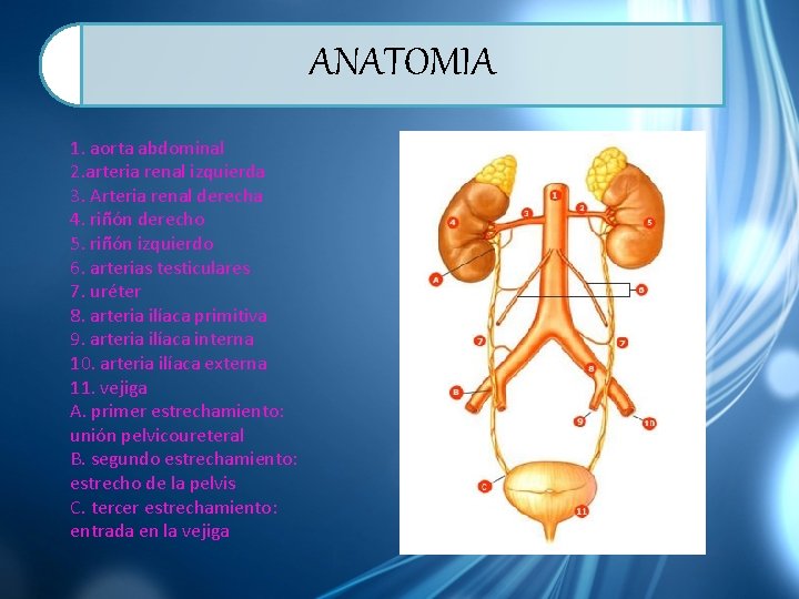 ANATOMIA 1. aorta abdominal 2. arteria renal izquierda 3. Arteria renal derecha 4. riñón