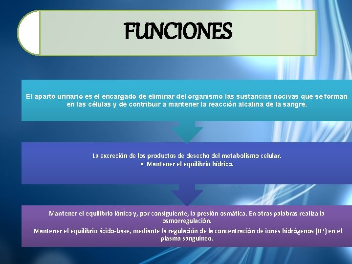 FUNCIONES El aparto urinario es el encargado de eliminar del organismo las sustancias nocivas