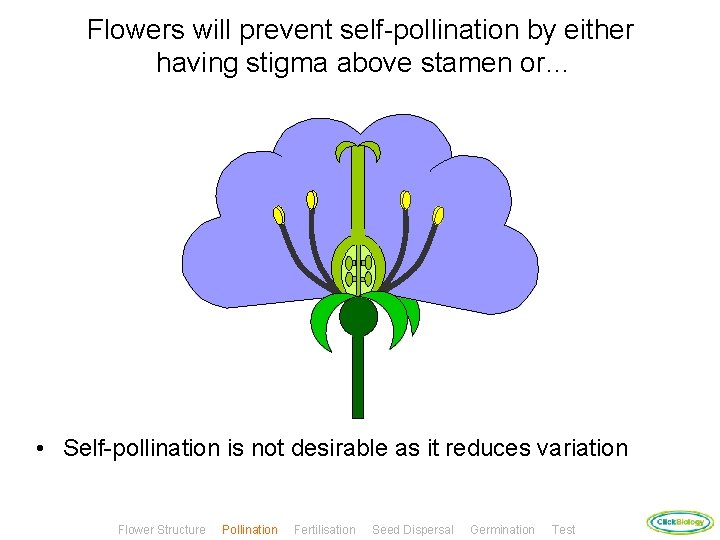 Flowers will prevent self-pollination by either having stigma above stamen or… • Self-pollination is