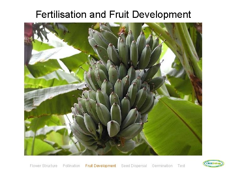 Fertilisation and Fruit Development Flower Structure Pollination Fruit Development Seed Dispersal Germination Test 