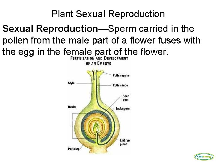 Plant Sexual Reproduction—Sperm carried in the pollen from the male part of a flower