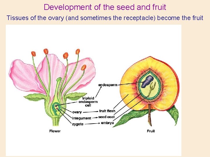Development of the seed and fruit Tissues of the ovary (and sometimes the receptacle)