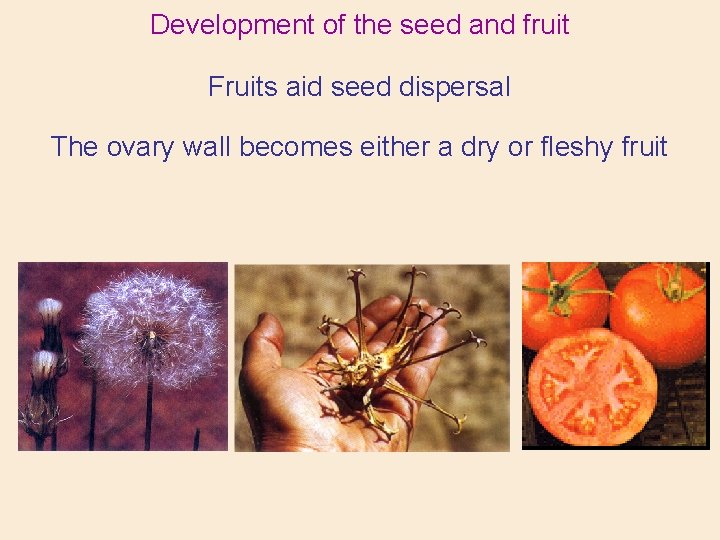 Development of the seed and fruit Fruits aid seed dispersal The ovary wall becomes