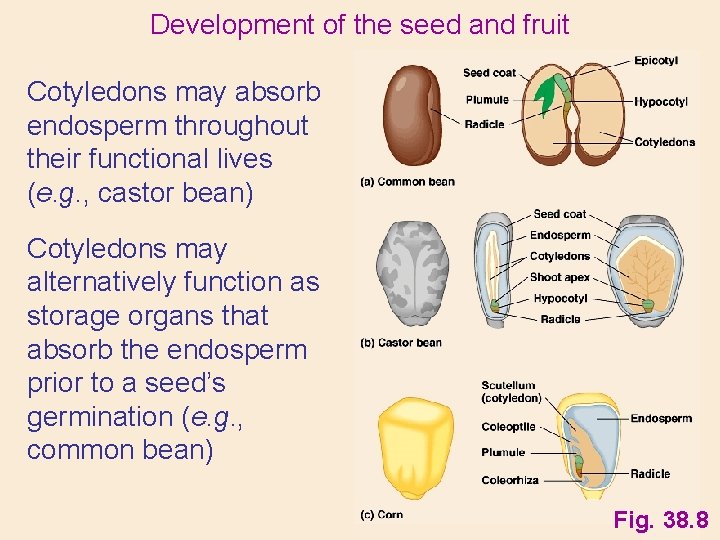 Development of the seed and fruit Cotyledons may absorb endosperm throughout their functional lives