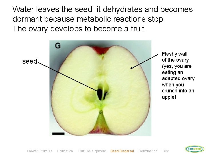 Water leaves the seed, it dehydrates and becomes dormant because metabolic reactions stop. The