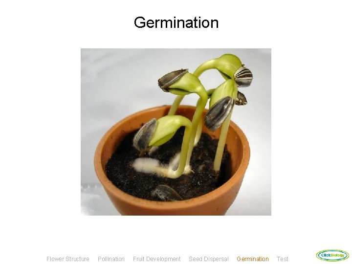 Germination Flower Structure Pollination Fruit Development Seed Dispersal Germination Test 