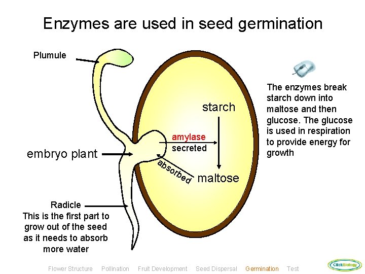Enzymes are used in seed germination Plumule starch amylase secreted embryo plant ab so