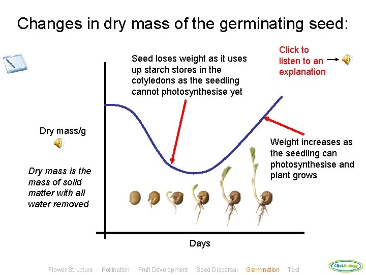 Changes in dry mass of the germinating seed: Seed loses weight as it uses