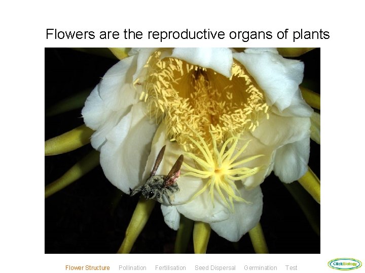 Flowers are the reproductive organs of plants Flower Structure Pollination Fertilisation Seed Dispersal Germination