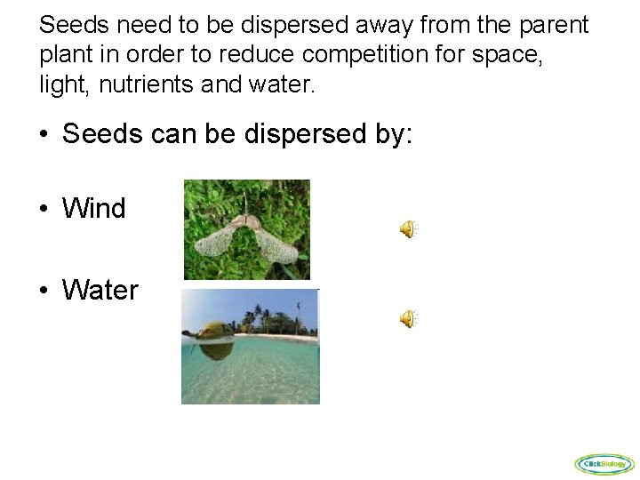 Seeds need to be dispersed away from the parent plant in order to reduce