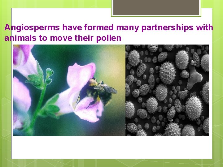 Angiosperms have formed many partnerships with animals to move their pollen 