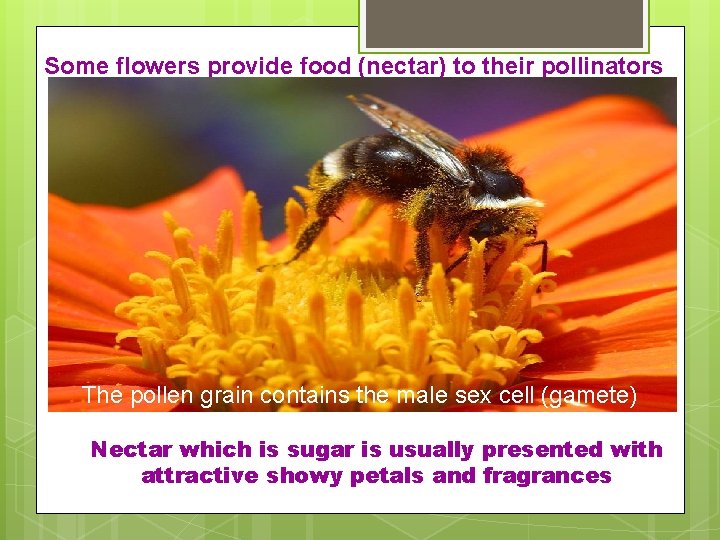 Some flowers provide food (nectar) to their pollinators The pollen grain contains the male