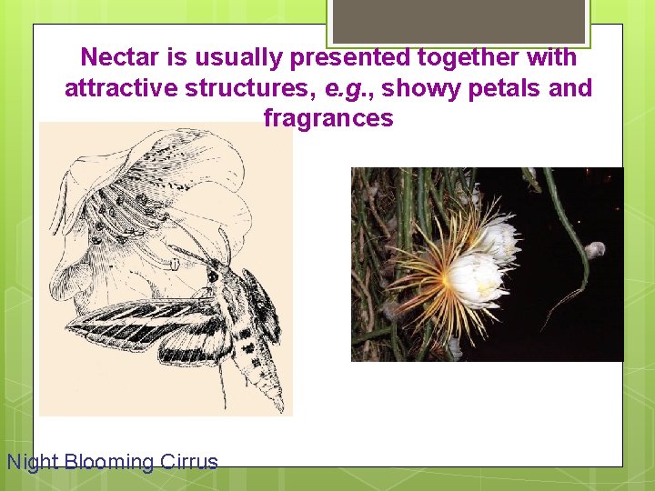 Nectar is usually presented together with attractive structures, e. g. , showy petals and