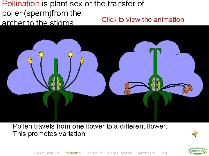 Pollination is plant sex or the transfer of pollen(sperm)from the Click to view the