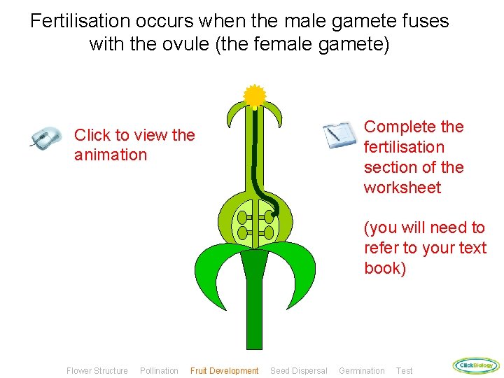 Fertilisation occurs when the male gamete fuses with the ovule (the female gamete) Complete