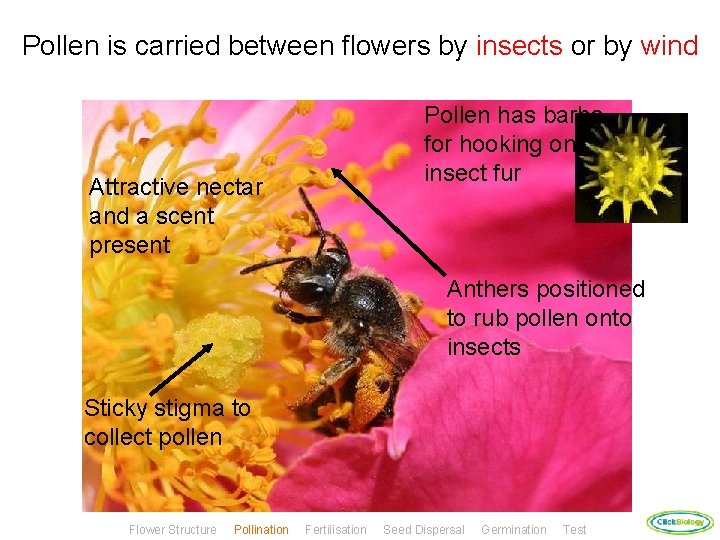 Pollen is carried between flowers by insects or by wind Pollen has barbs for