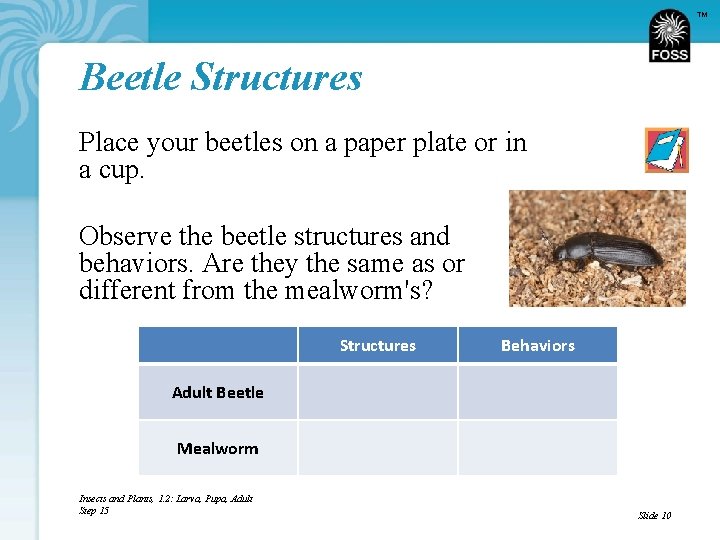 TM Beetle Structures Place your beetles on a paper plate or in a cup.