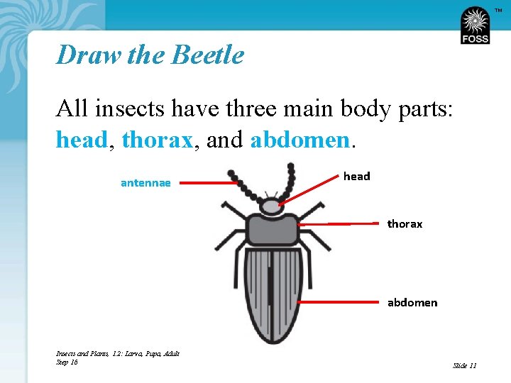 TM Draw the Beetle All insects have three main body parts: head, thorax, and