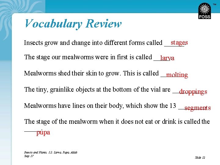 TM Vocabulary Review stages Insects grow and change into different forms called ______. The