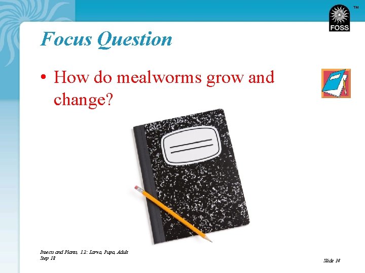 TM Focus Question • How do mealworms grow and change? Insects and Plants, 1.