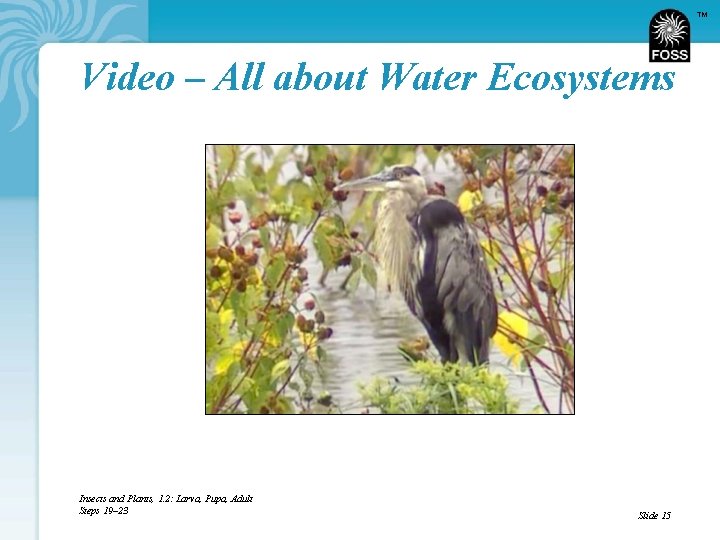 TM Video – All about Water Ecosystems Insects and Plants, 1. 2: Larva, Pupa,