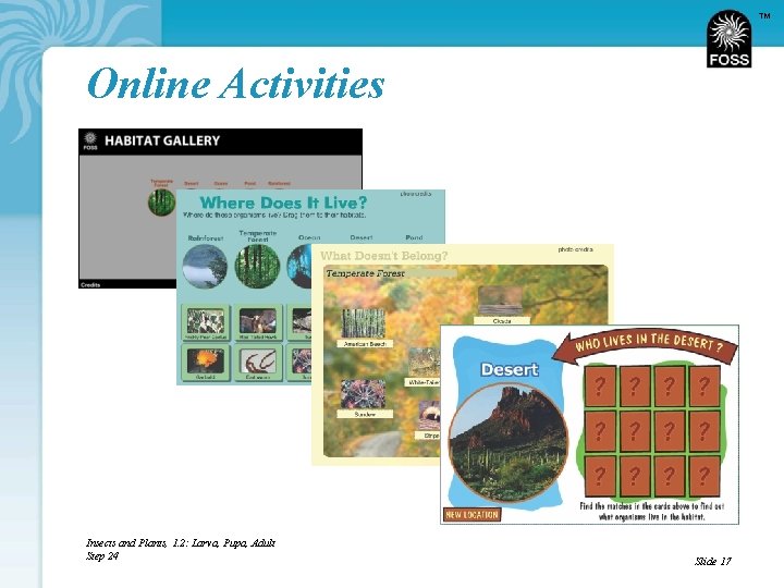 TM Online Activities Insects and Plants, 1. 2: Larva, Pupa, Adult Step 24 Slide