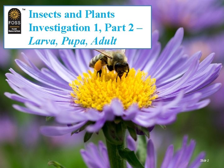 TM TM Insects and Plants Investigation 1, Part 2 – Larva, Pupa, Adult Slide