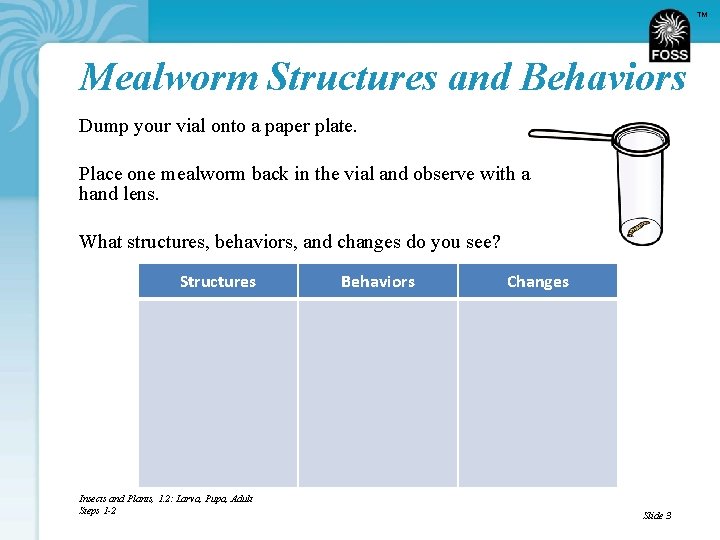 TM Mealworm Structures and Behaviors Dump your vial onto a paper plate. Place one
