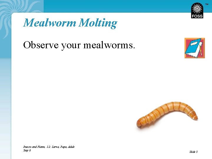 TM Mealworm Molting Observe your mealworms. Insects and Plants, 1. 2: Larva, Pupa, Adult