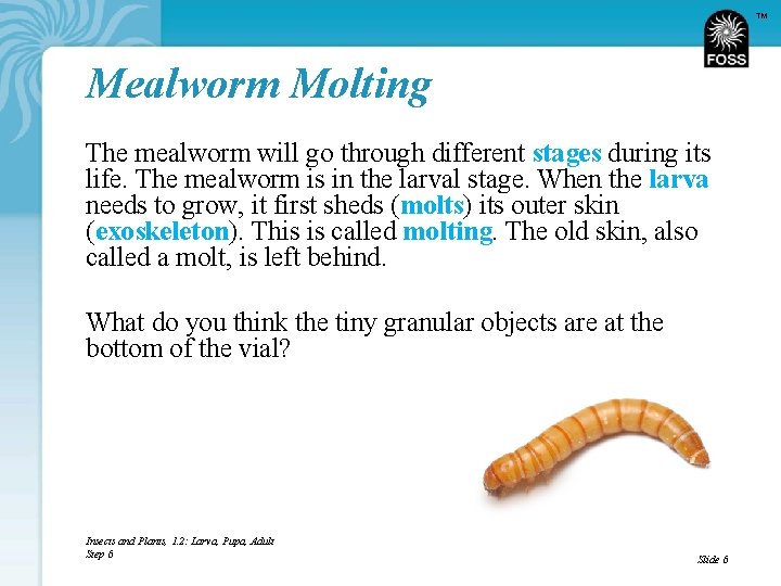 TM Mealworm Molting The mealworm will go through different stages during its life. The
