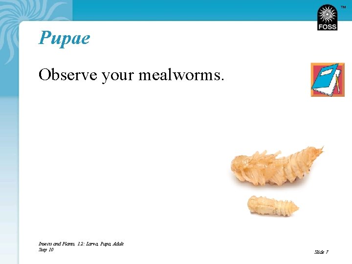 TM Pupae Observe your mealworms. Insects and Plants, 1. 2: Larva, Pupa, Adult Step